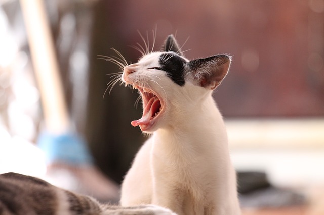 Cat yawning