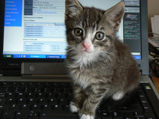 Kitten on laptop